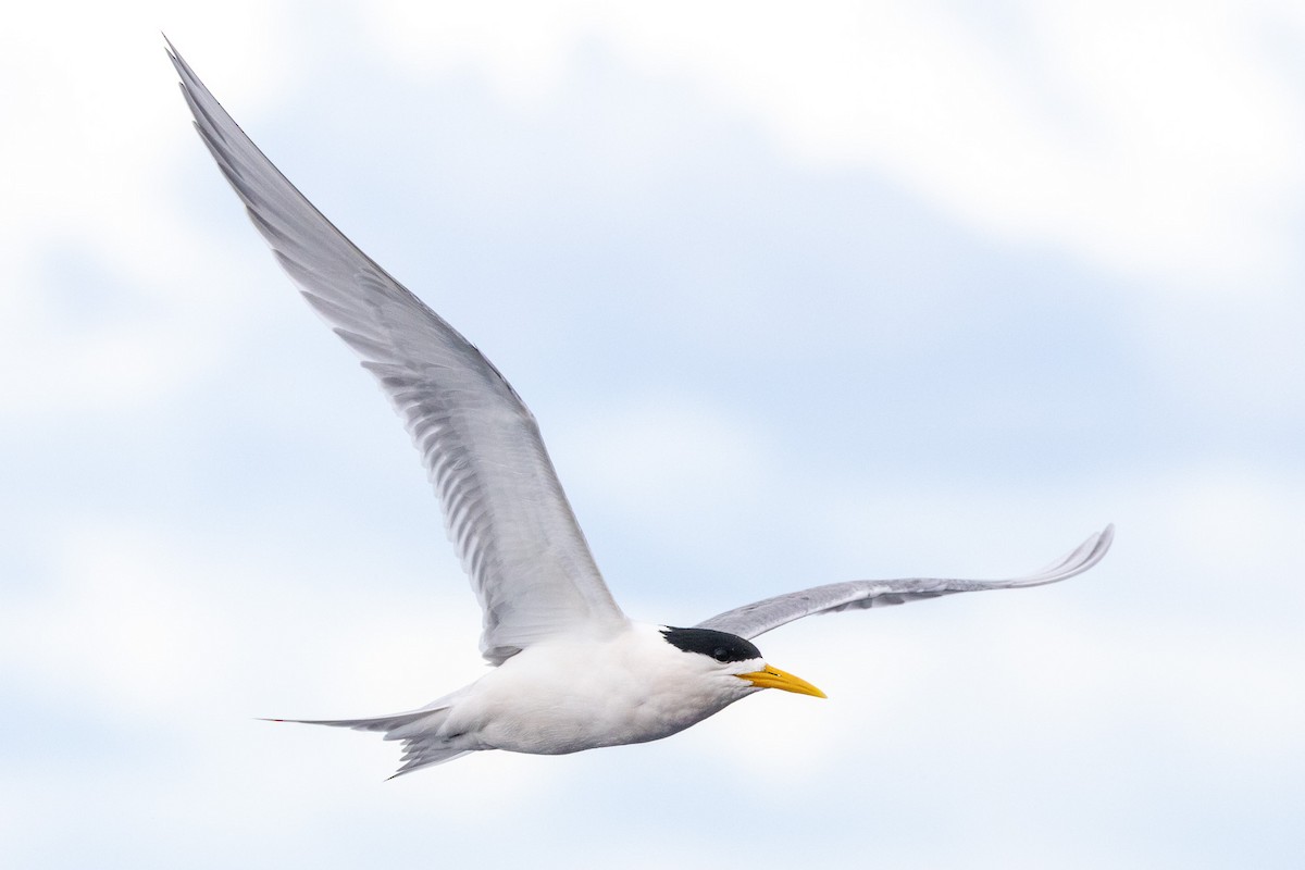 Tepeli Büyük Sumru - ML646845562