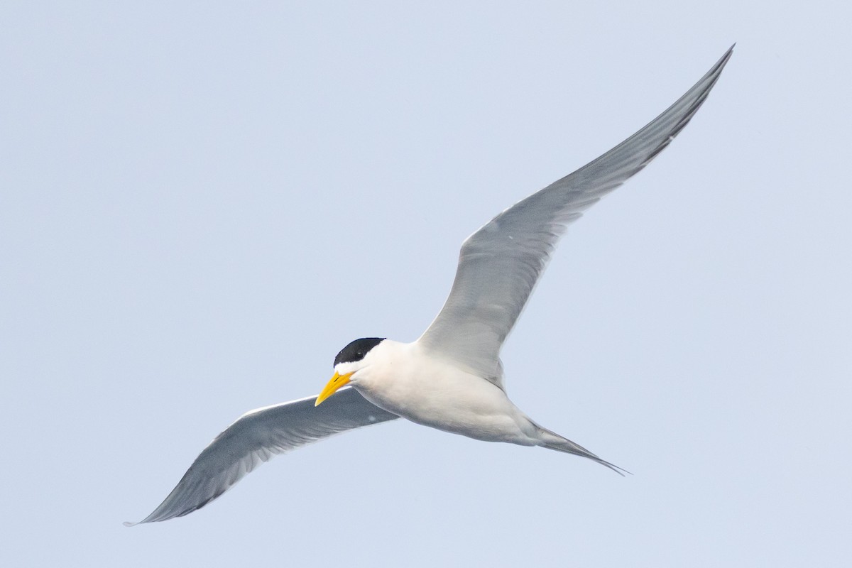 Tepeli Büyük Sumru - ML646845564