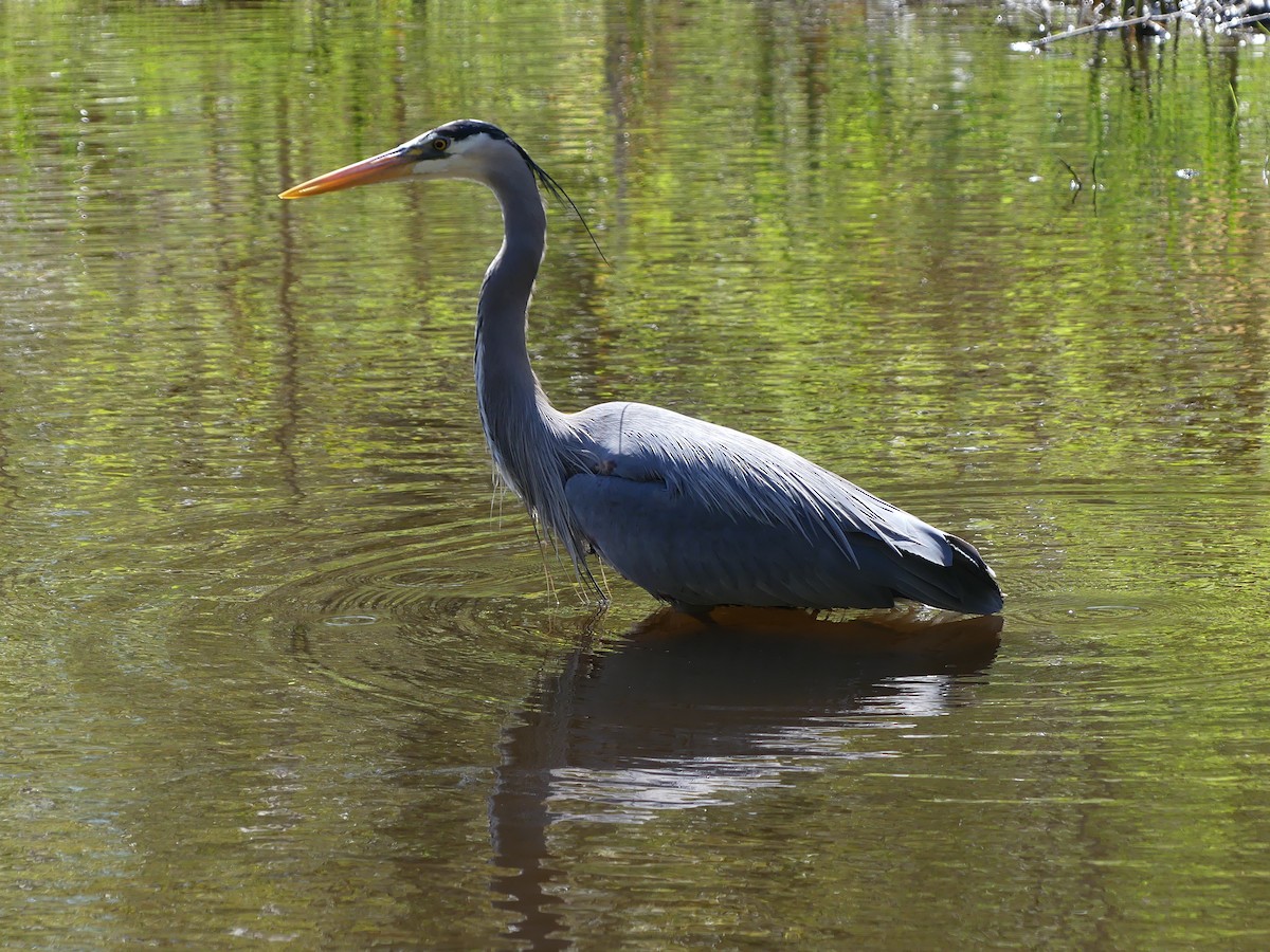 Great Blue Heron - ML646845566