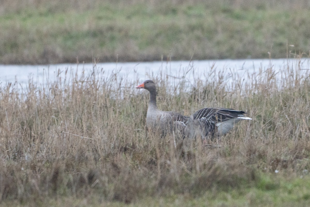 Oie cendrée - ML646845577