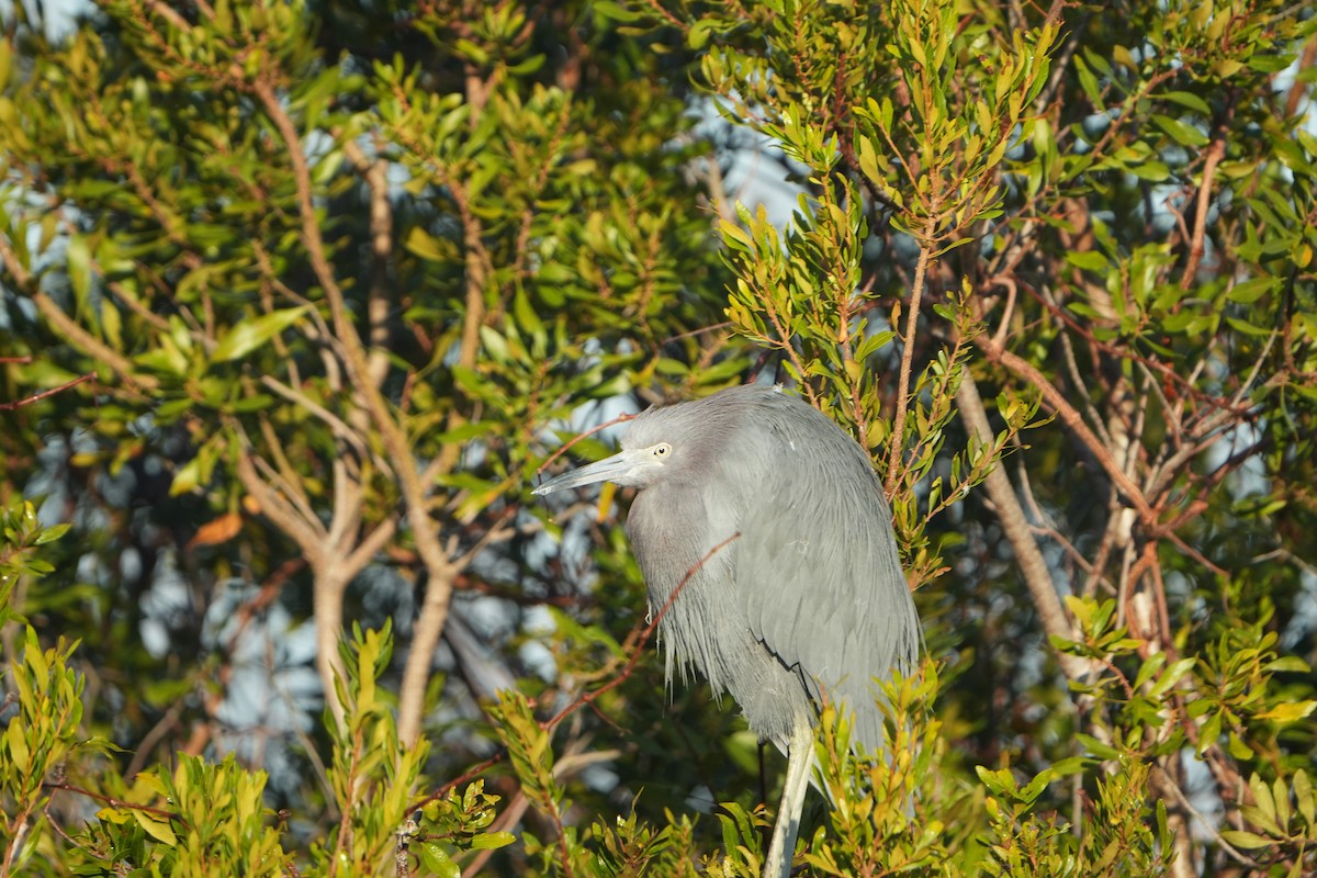 blåhegre - ML646845578