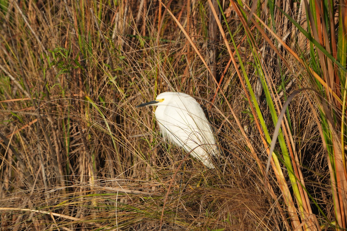 snøhegre - ML646845587