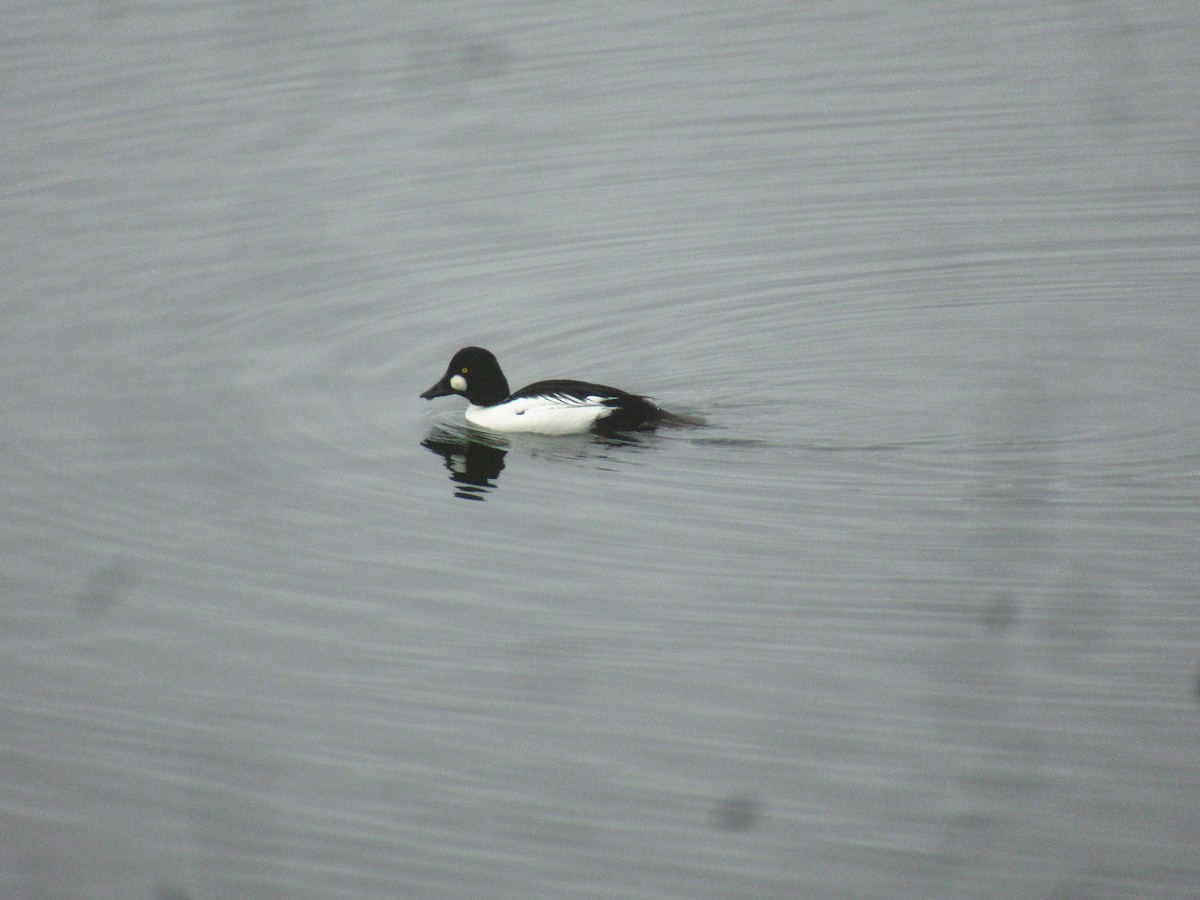 Murgilari urrebegia - ML646845590