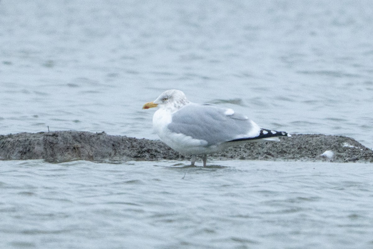 Silbermöwe - ML646845593