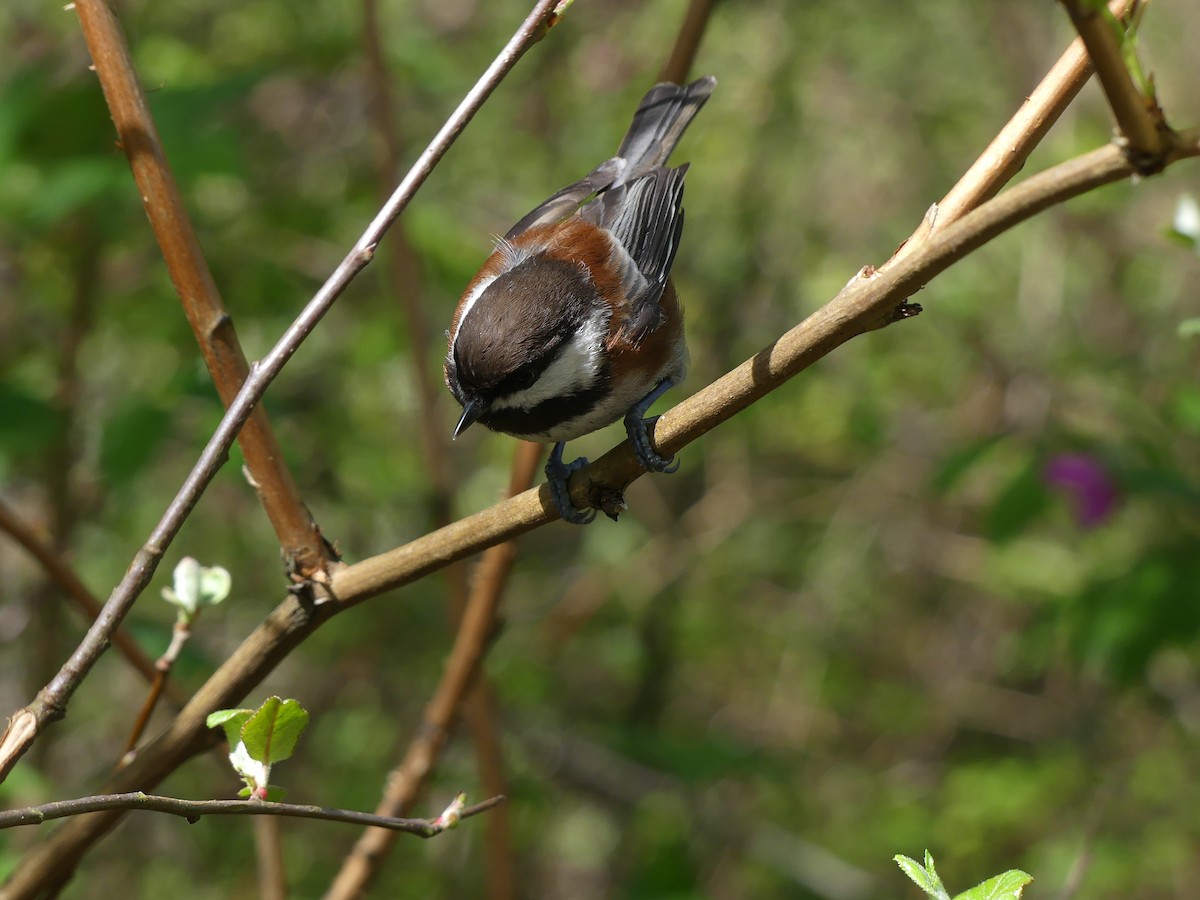 Chestnut-backed Chickadee - ML646845601