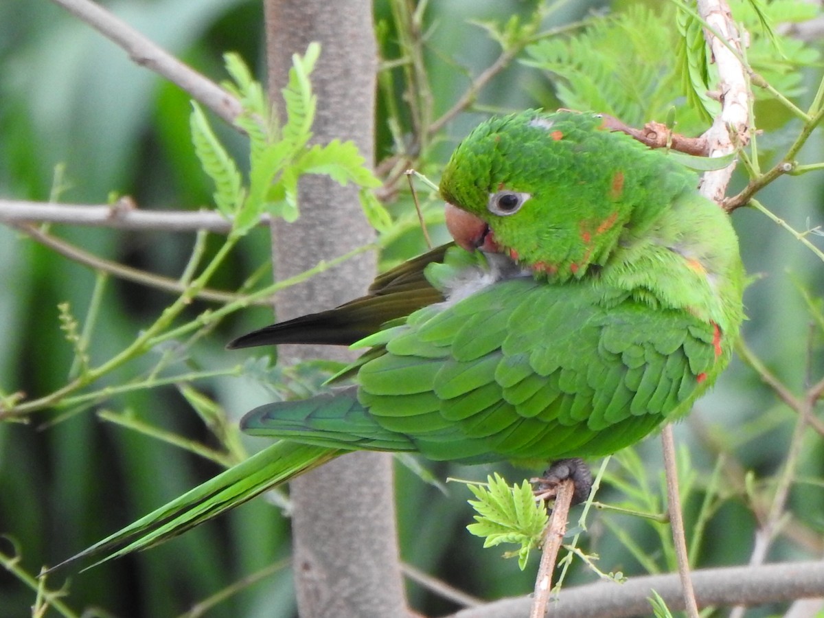 White-eyed Parakeet - ML646845603