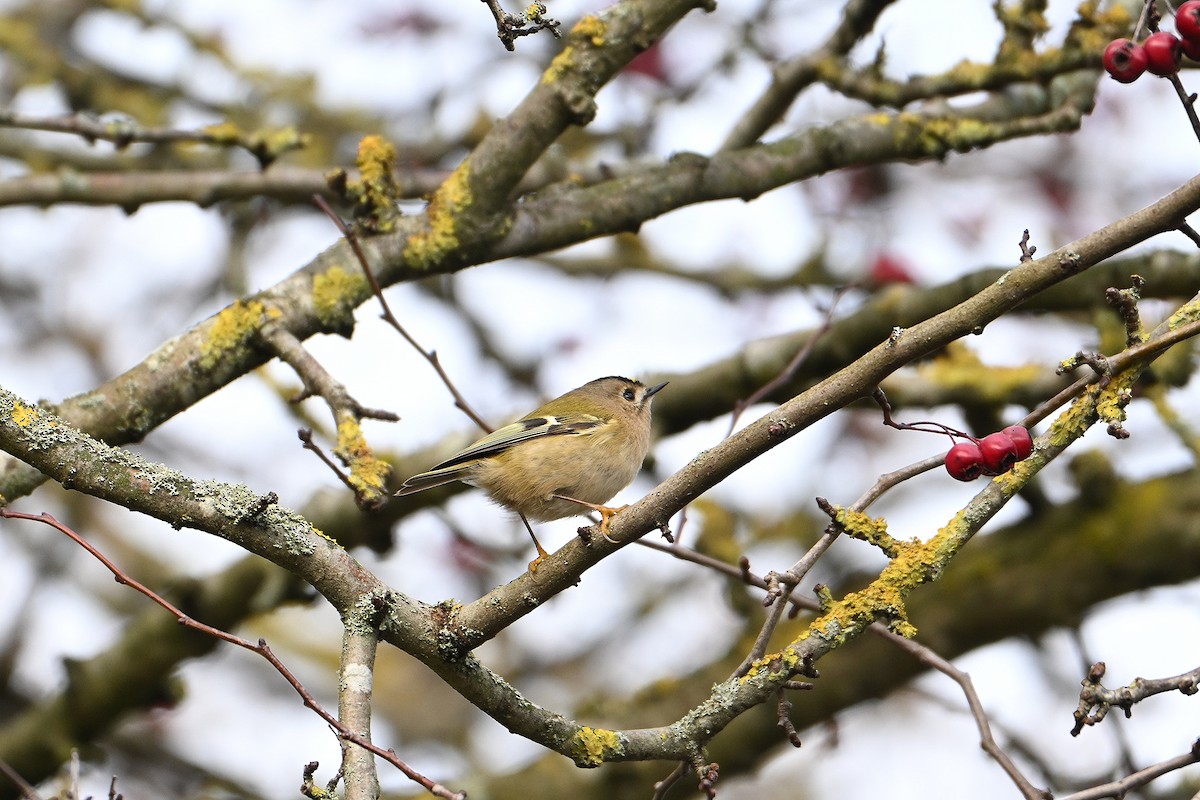 Mendi-erregetxoa - ML646845604