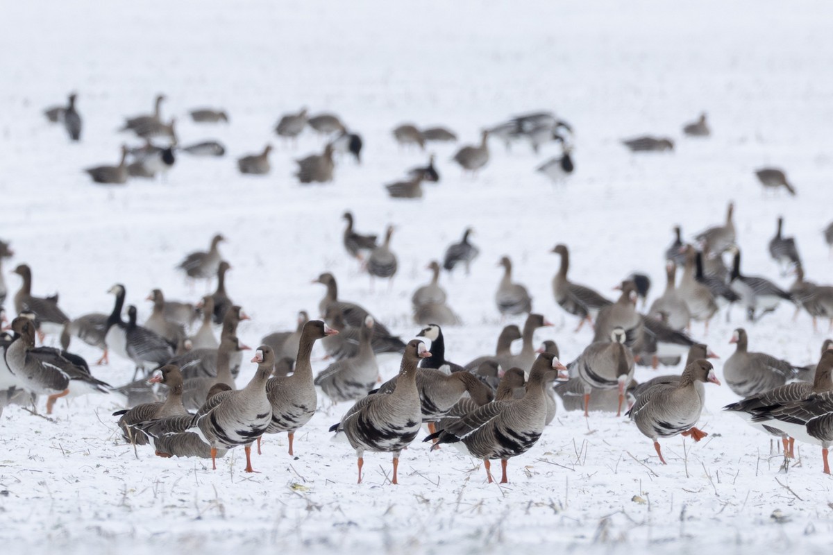 Blässgans - ML646845605