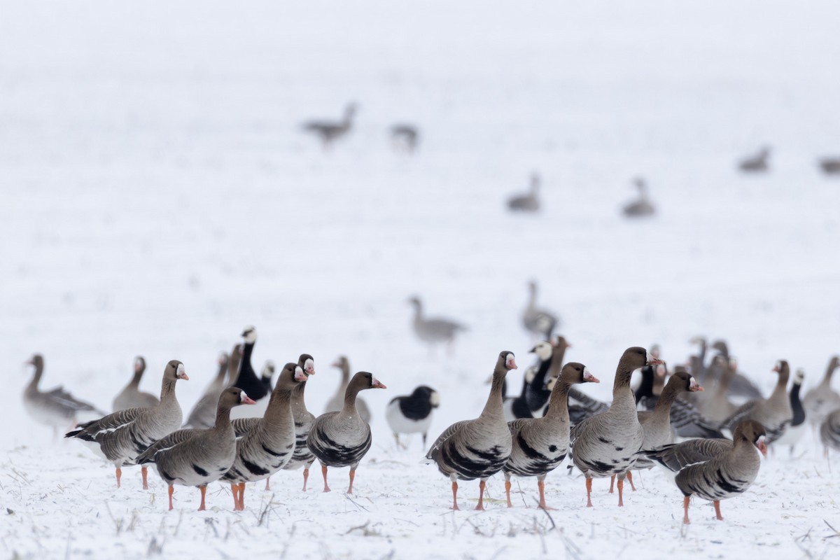 Blässgans - ML646845606