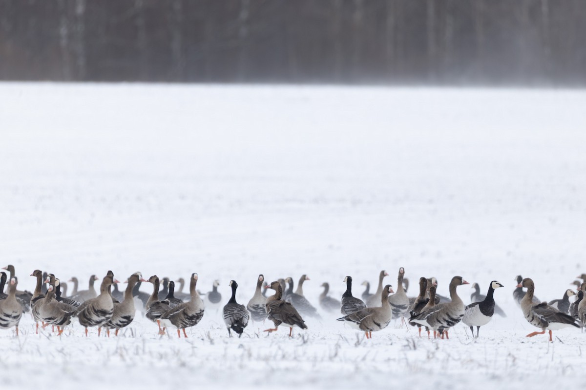 Blässgans - ML646845607