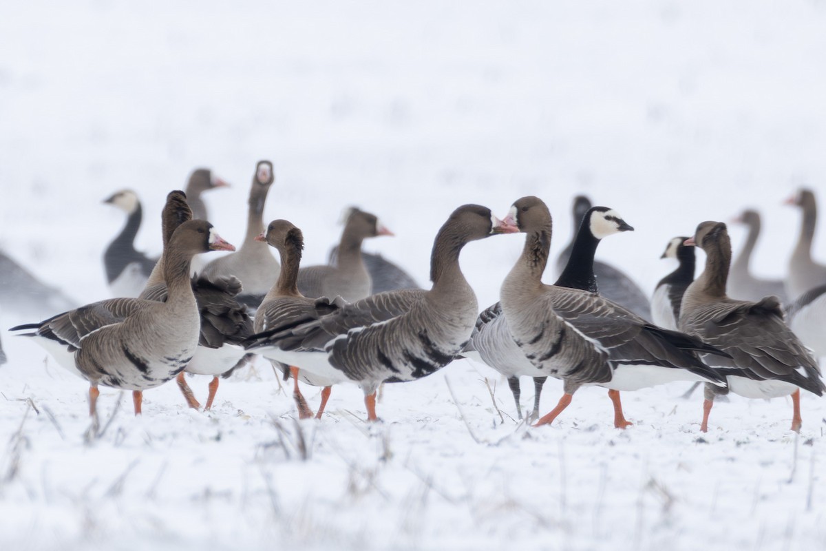 Blässgans - ML646845608