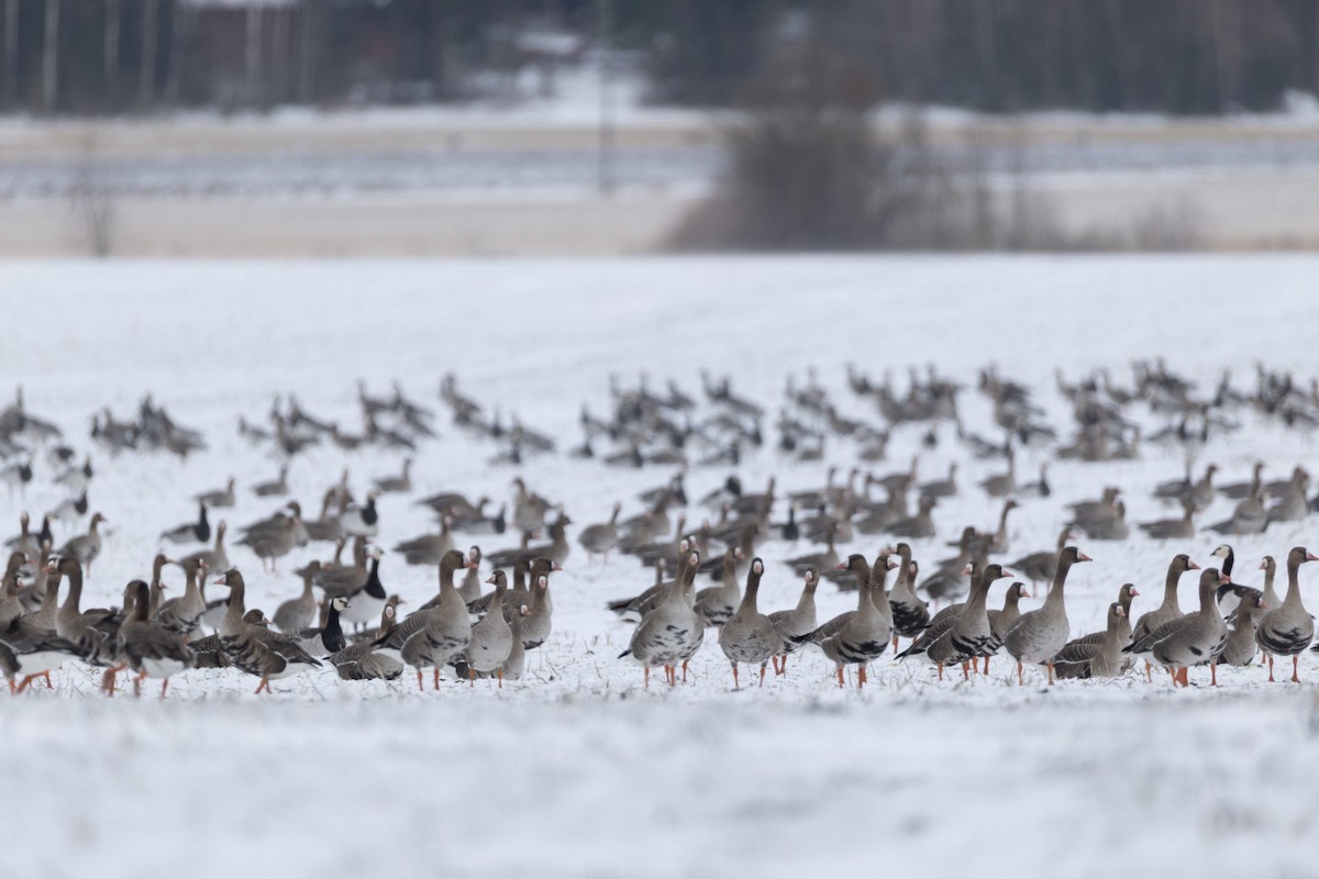 Blässgans - ML646845609