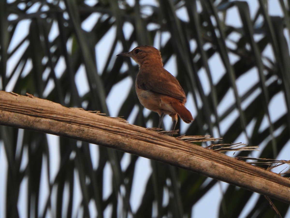 Rufous Hornero - ML646845613