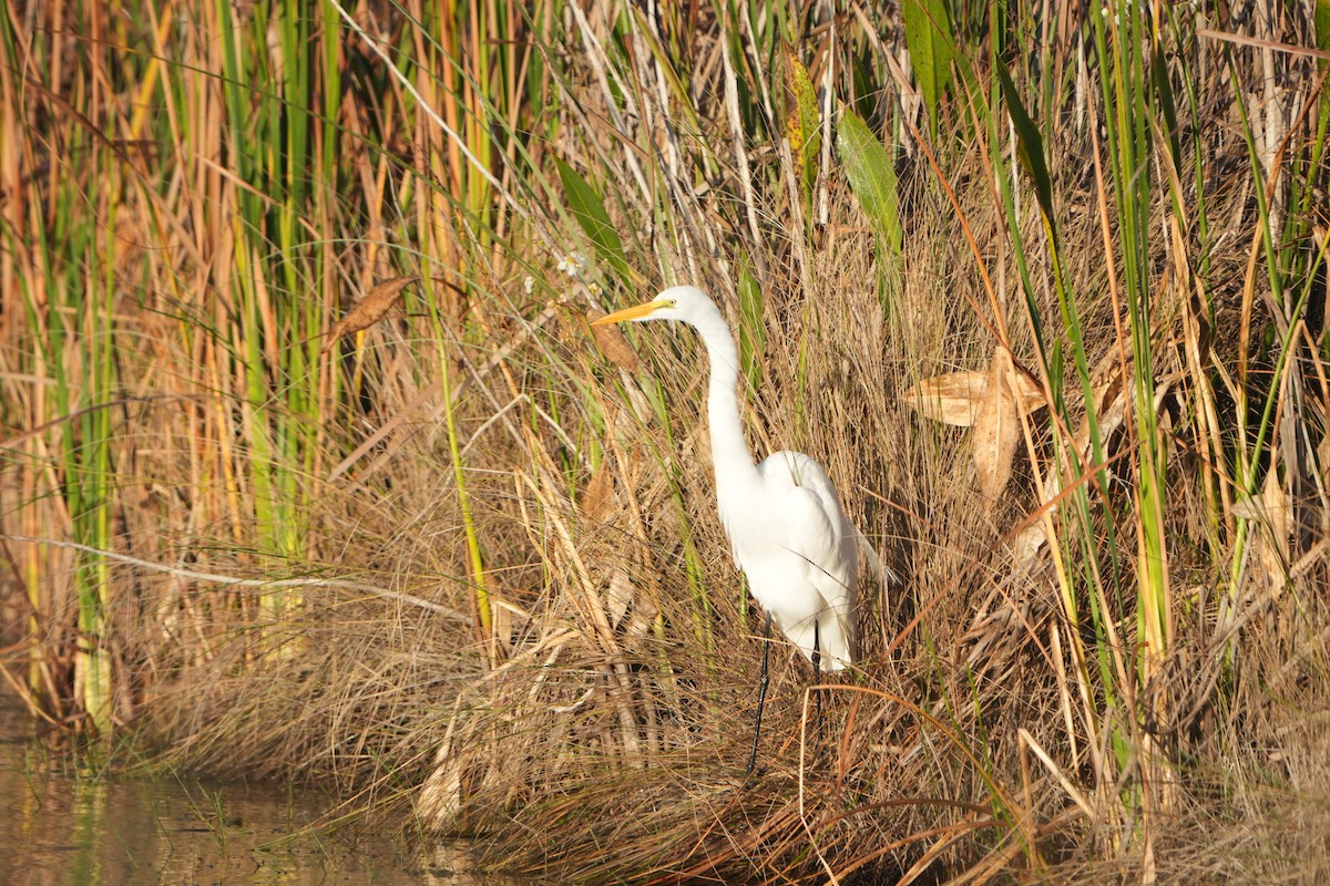 egretthegre - ML646845614