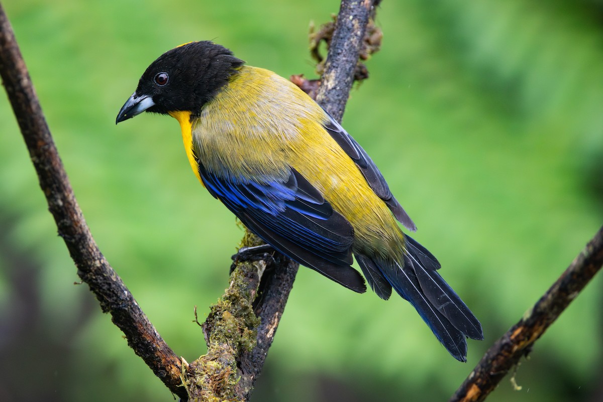 Black-chinned Mountain Tanager - ML646845615