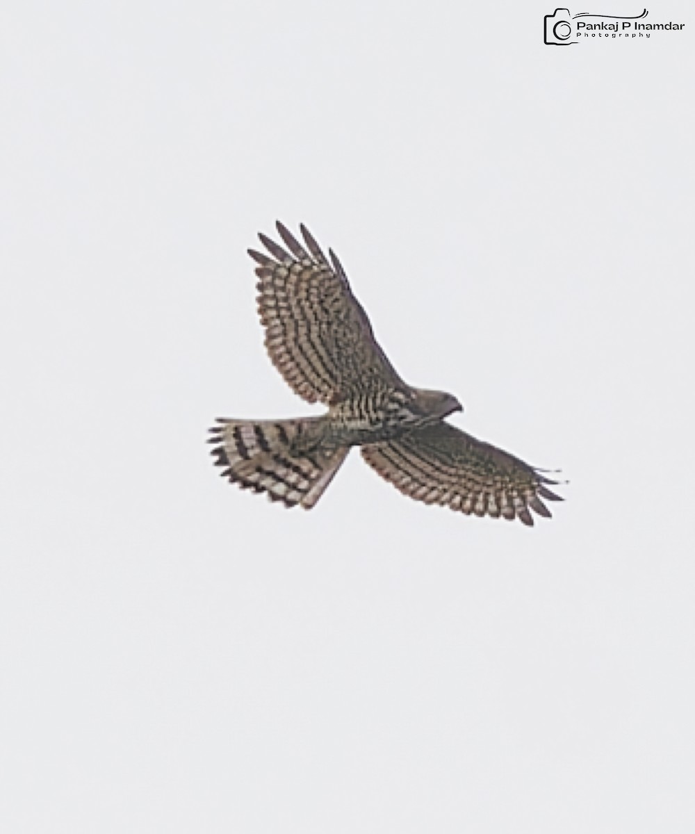 נץ הים הכספי - ML646845618