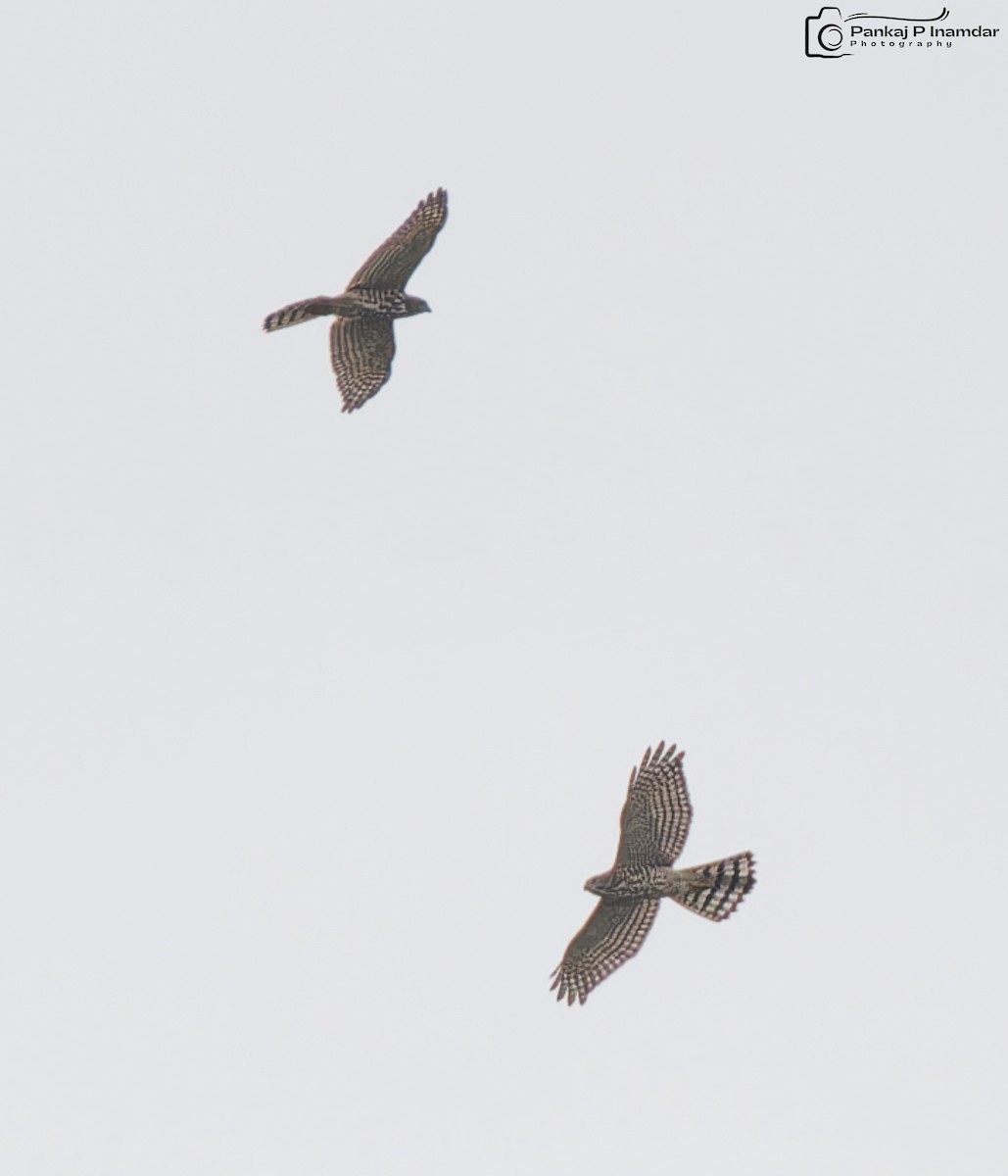 נץ הים הכספי - ML646845619