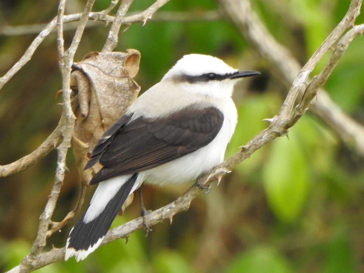 Masked Water-Tyrant - ML646845621