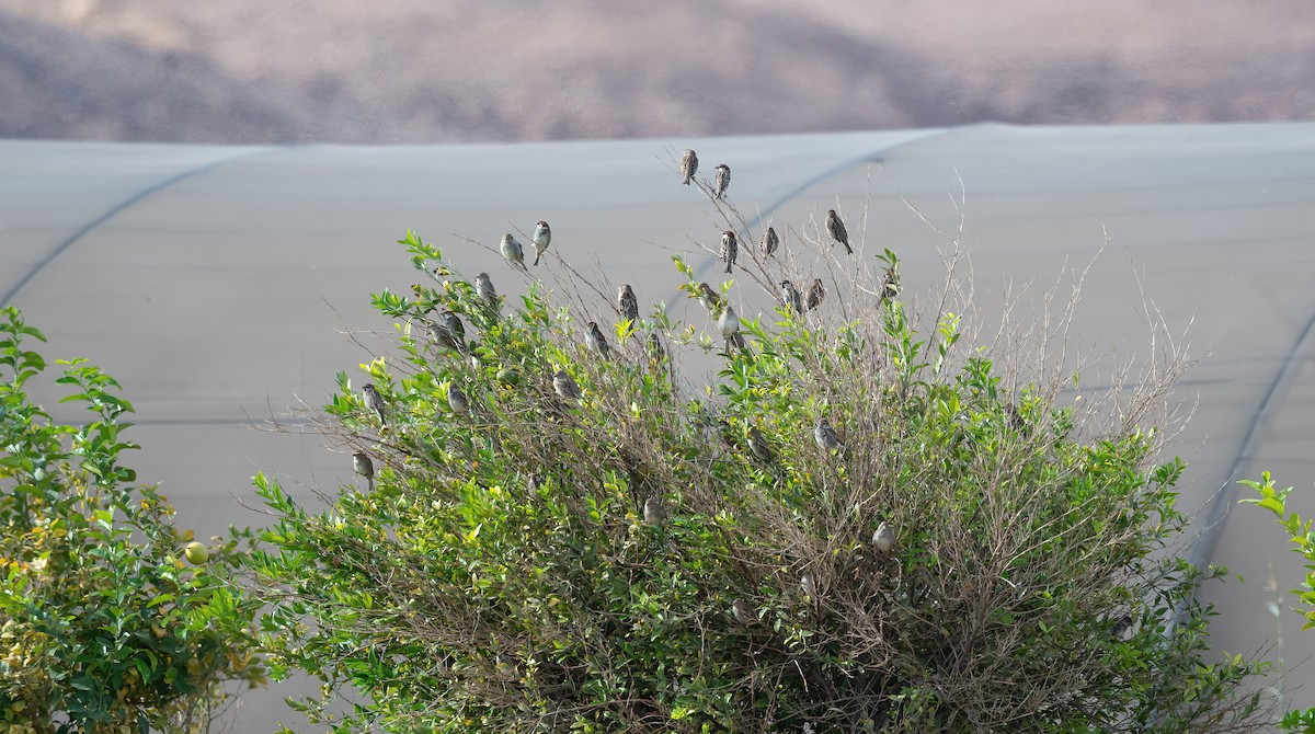Spanish Sparrow - ML646845622