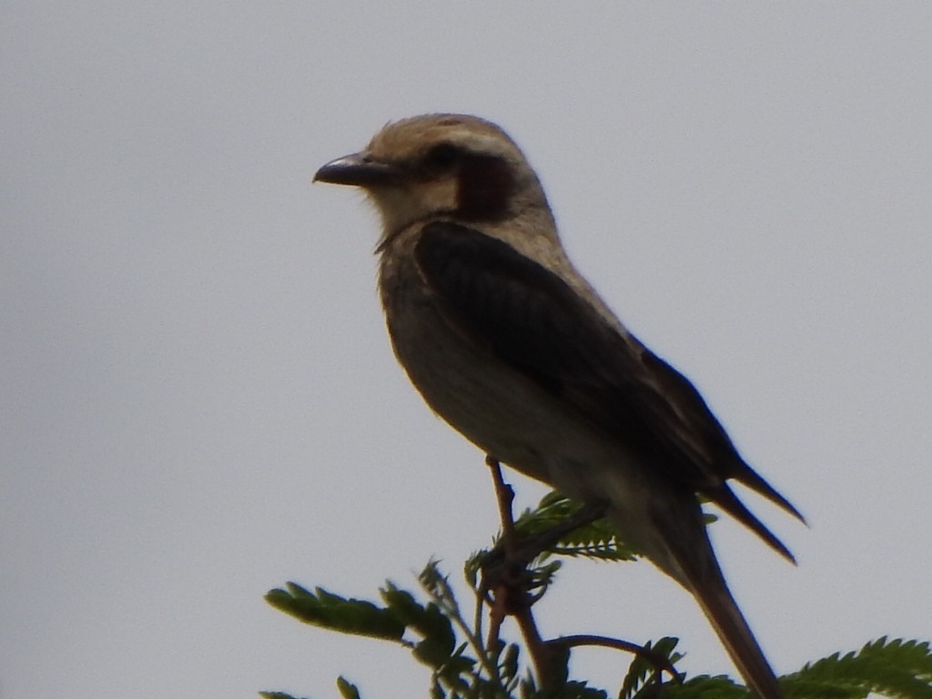 Streamer-tailed Tyrant - ML646845625