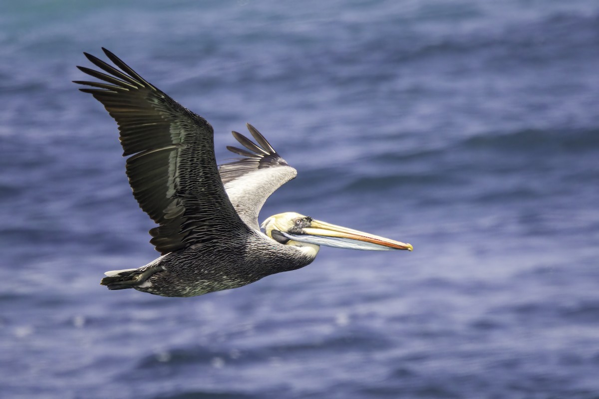 Pelikano perutarra - ML646845626