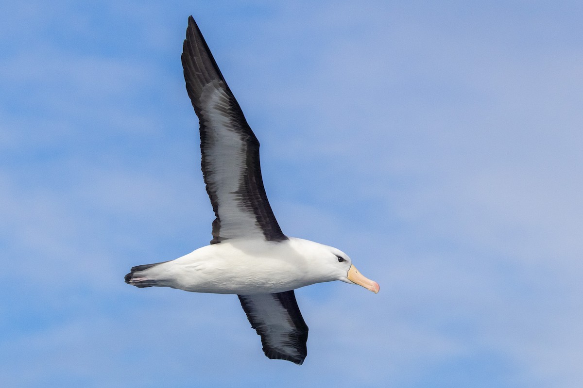 Albatros bekainduna (melanophris) - ML646845627