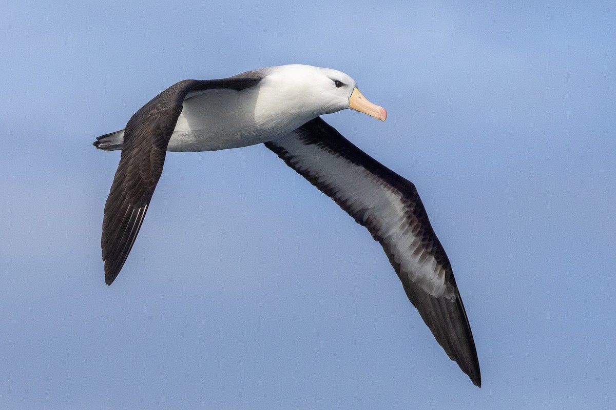 Albatros bekainduna (melanophris) - ML646845628