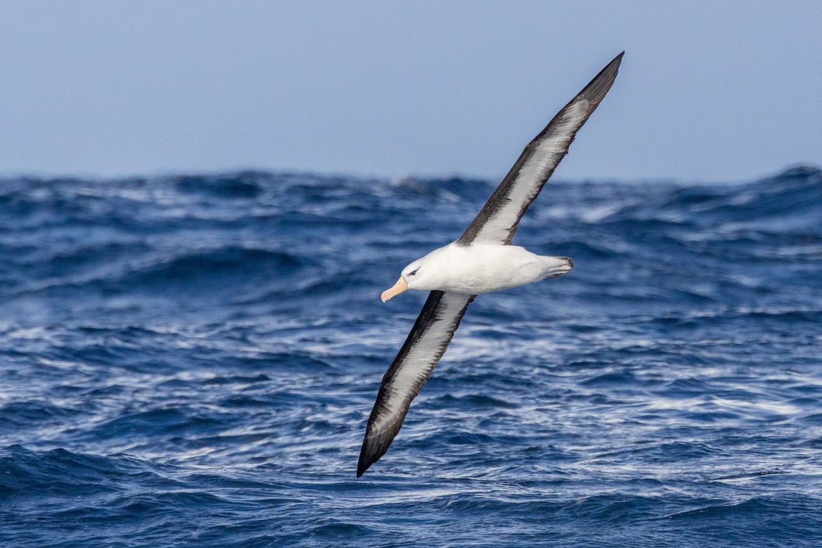 Albatros bekainduna (melanophris) - ML646845629