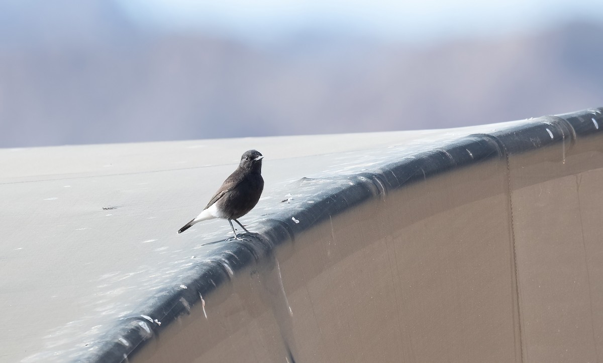 Buztanzuri kaskazuria - ML646845630