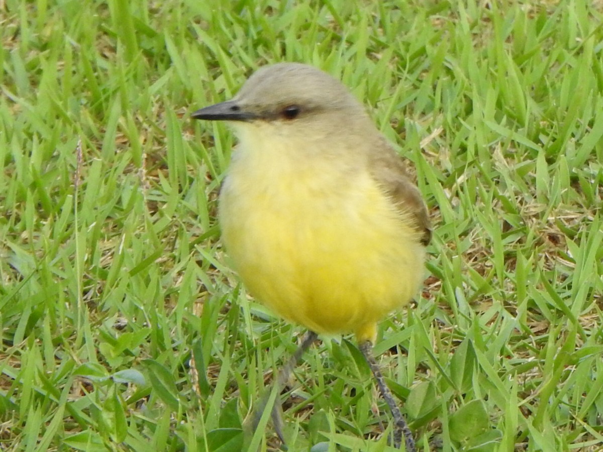 Tirano itzaina - ML646845631