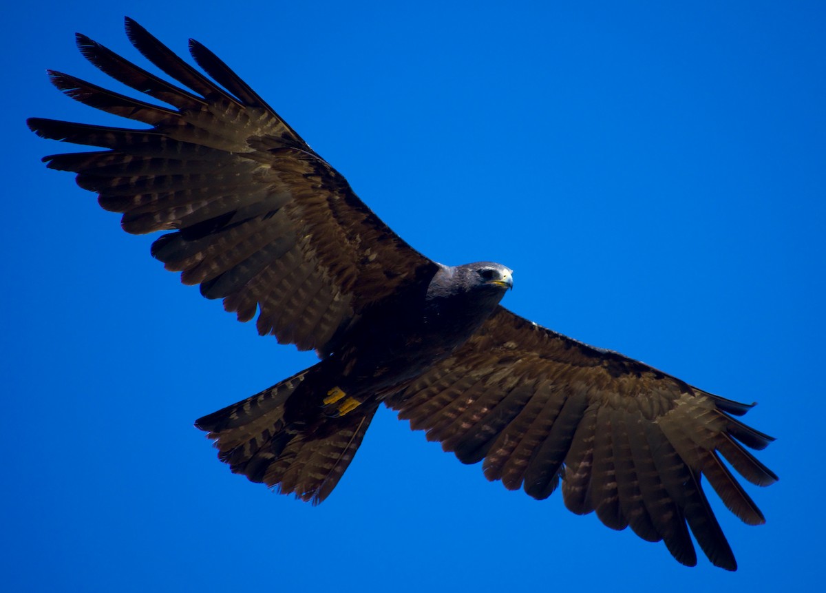 Black Eagle - ML646845633