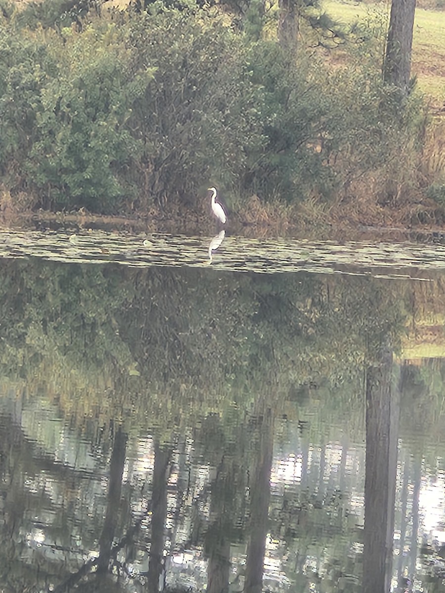 Koartza zuria - ML646845634