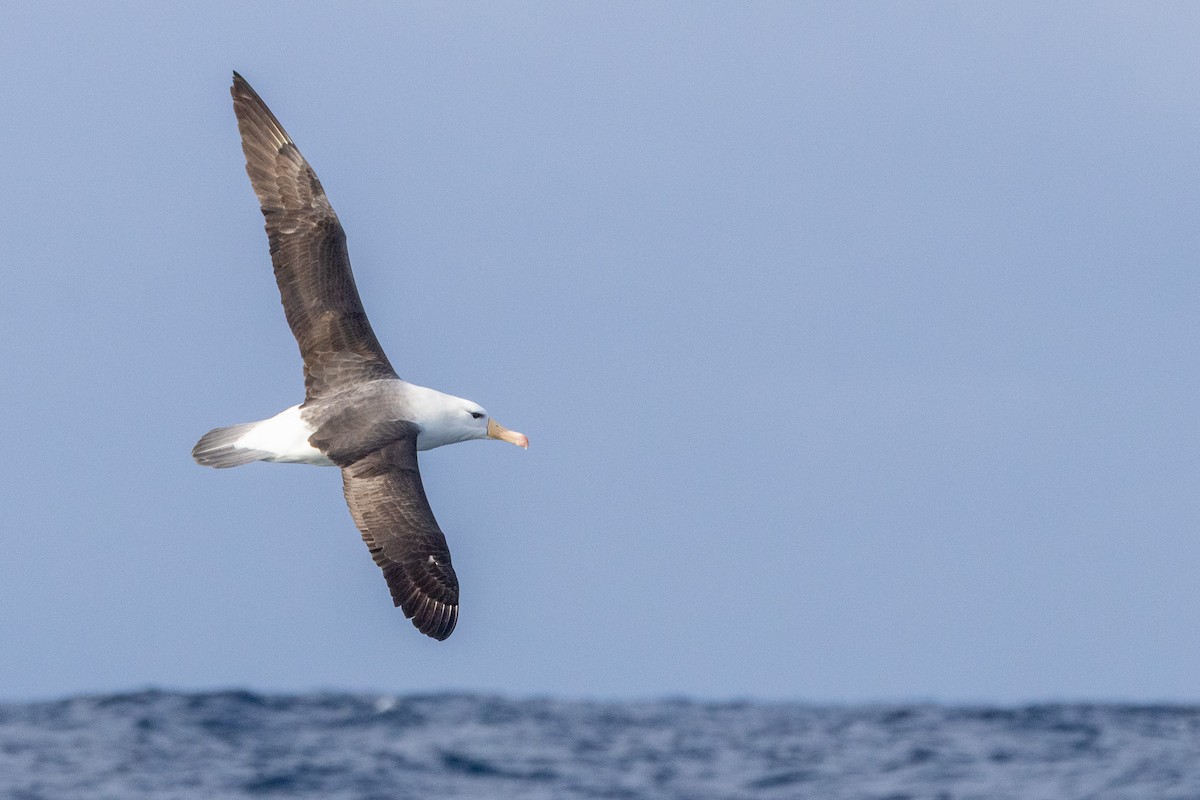 Albatros bekainduna (melanophris) - ML646845636