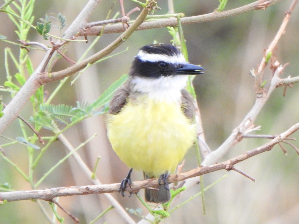 Great Kiskadee - ML646845638