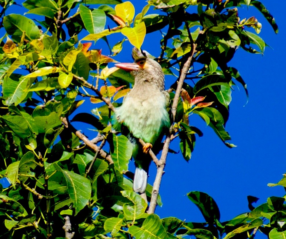 Brown-headed Barbet - ML646845639