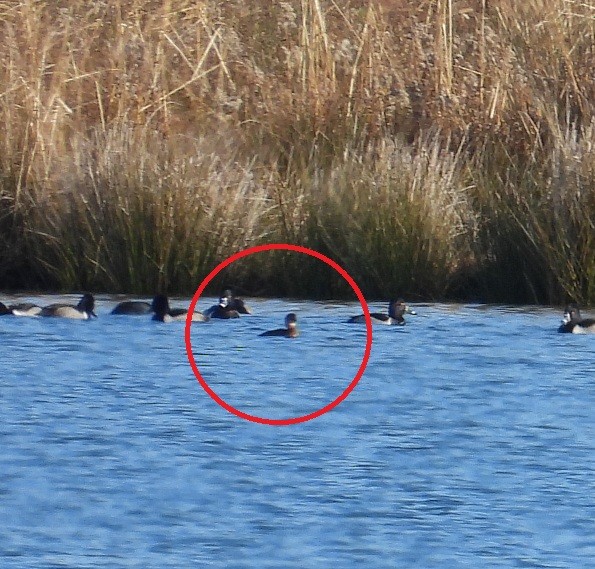 Txilinporta urrebelarria - ML646845640