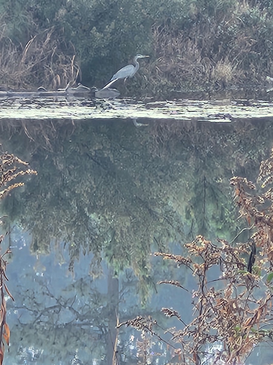 Koartza hauskara amerikarra - ML646845642