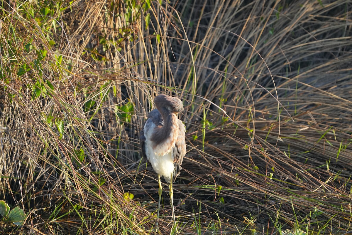 Koartzatxo hirukolorea - ML646845643