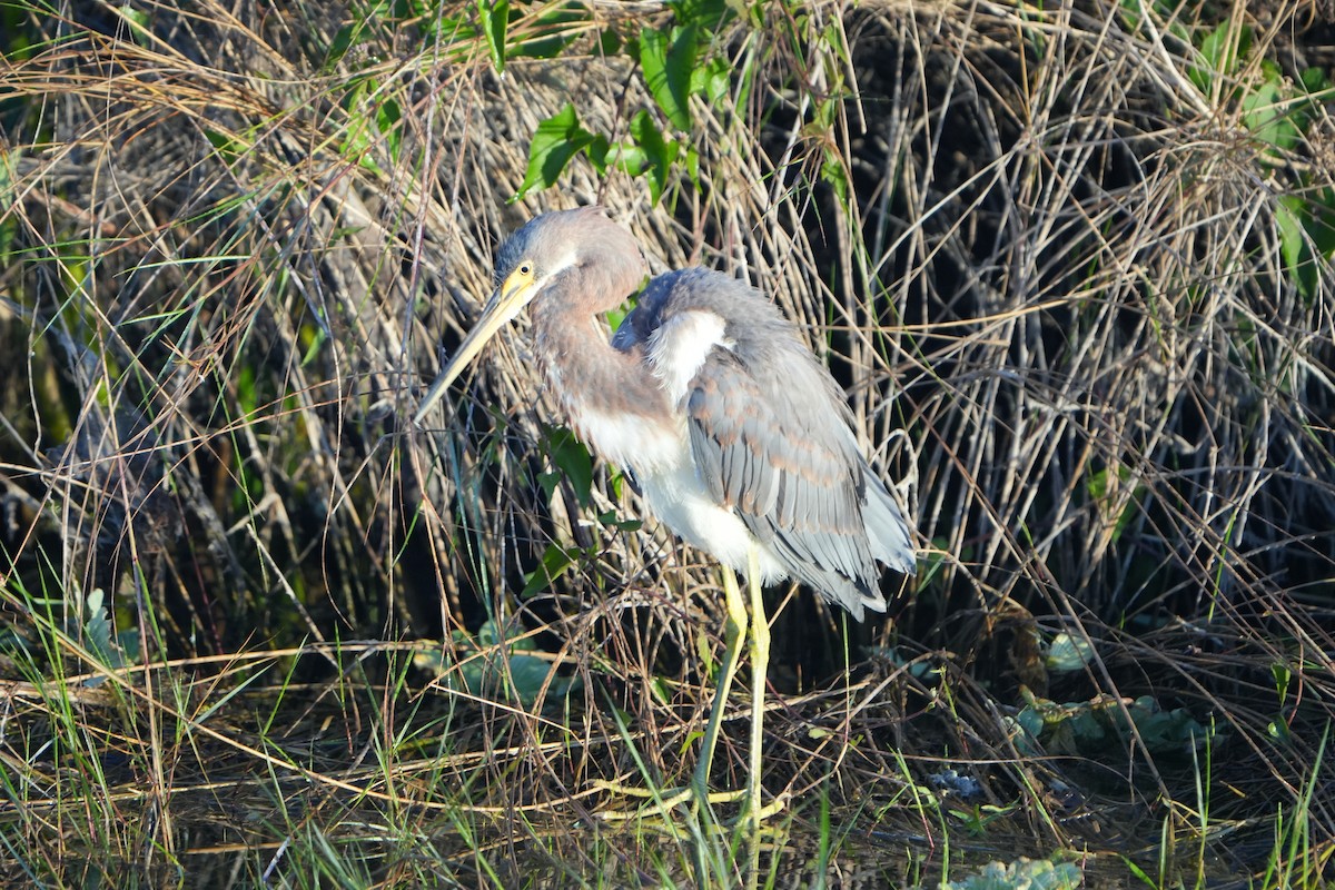 Koartzatxo hirukolorea - ML646845644