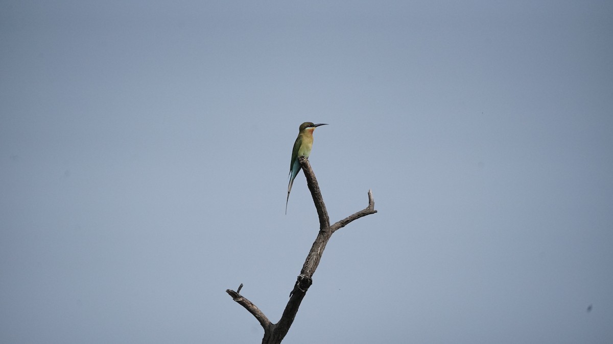Blue-tailed Bee-eater - ML646845645