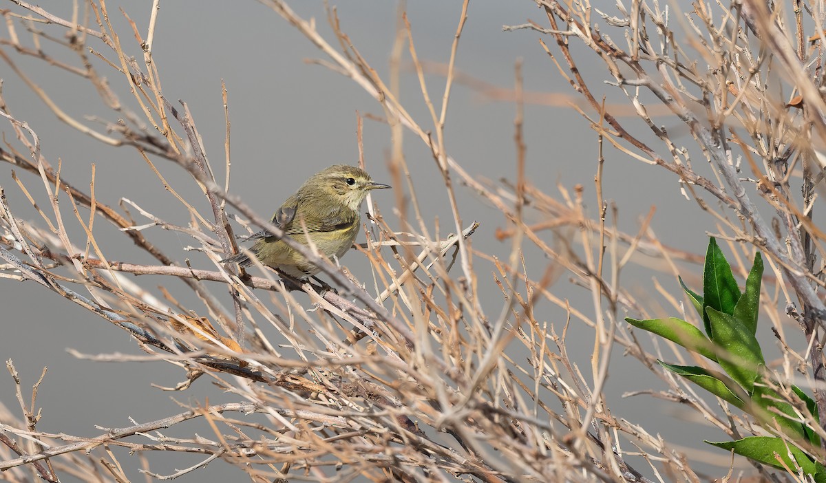 Txio arrunta - ML646845646