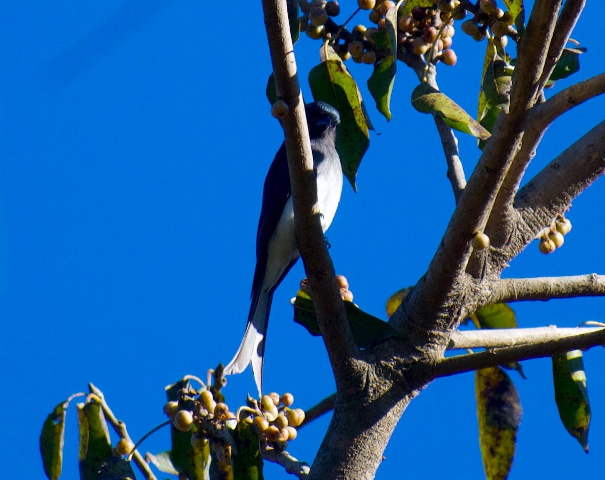 White-bellied Drongo - ML646845647