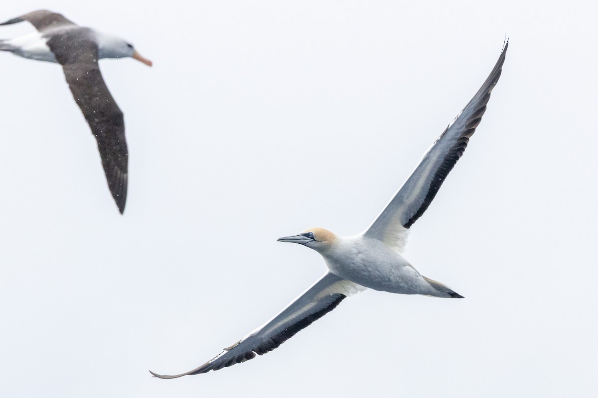 Zanga australiarra - ML646845648