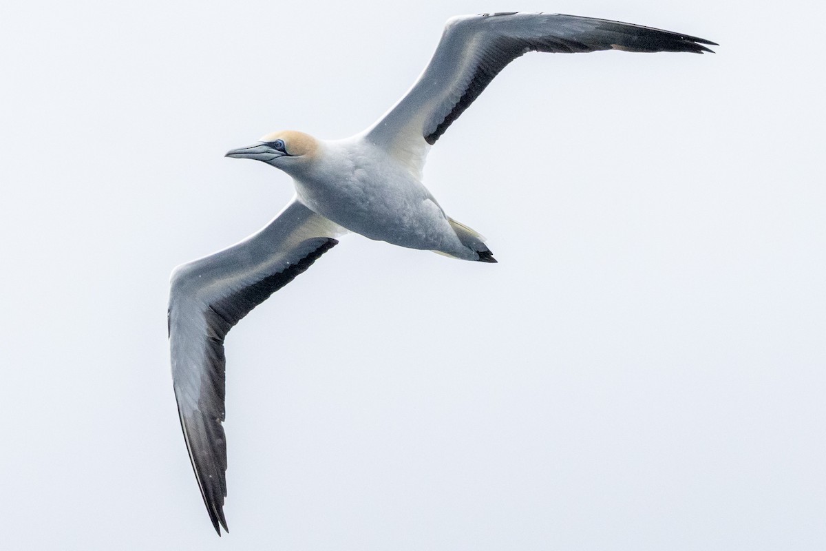 Zanga australiarra - ML646845649