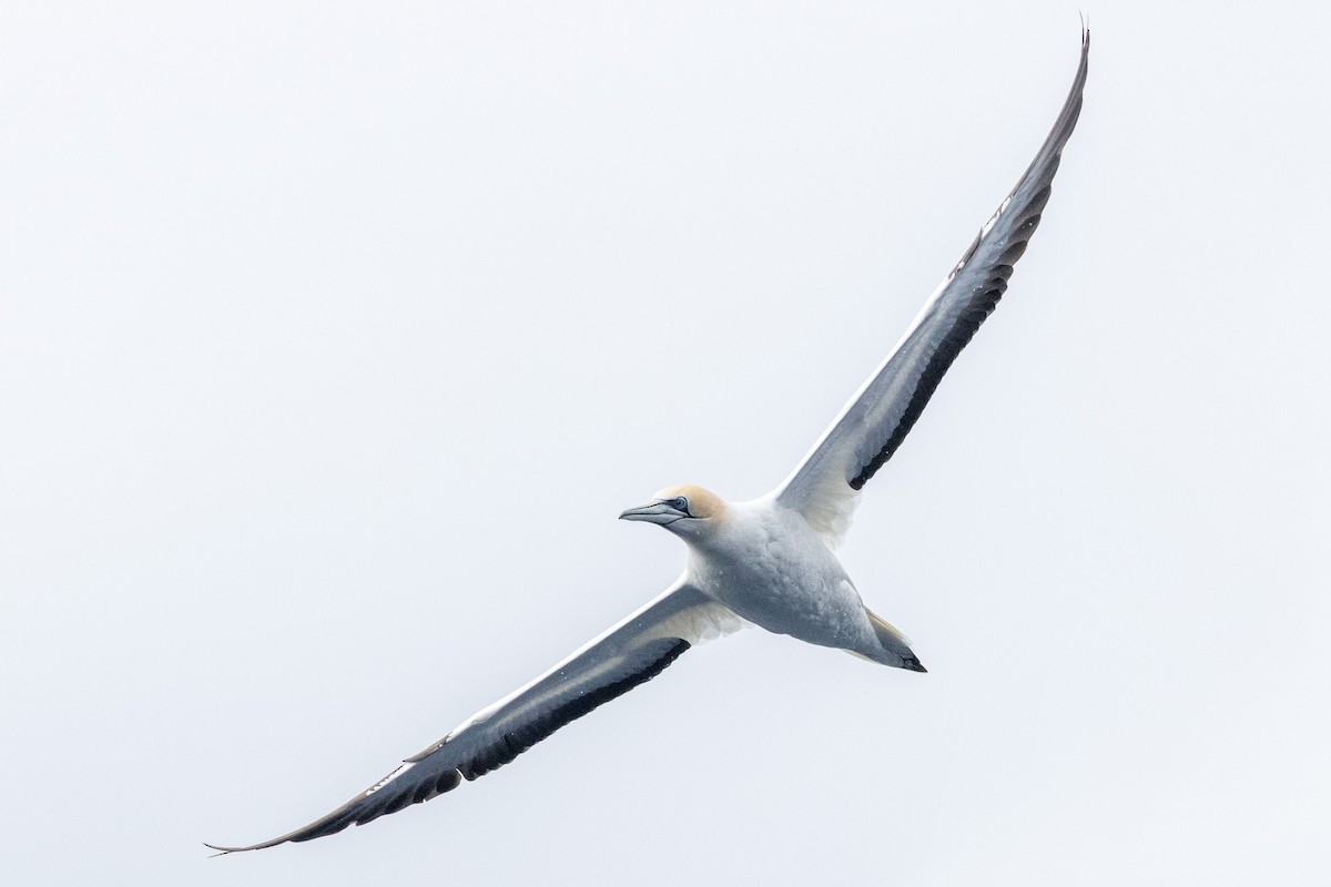 Zanga australiarra - ML646845650