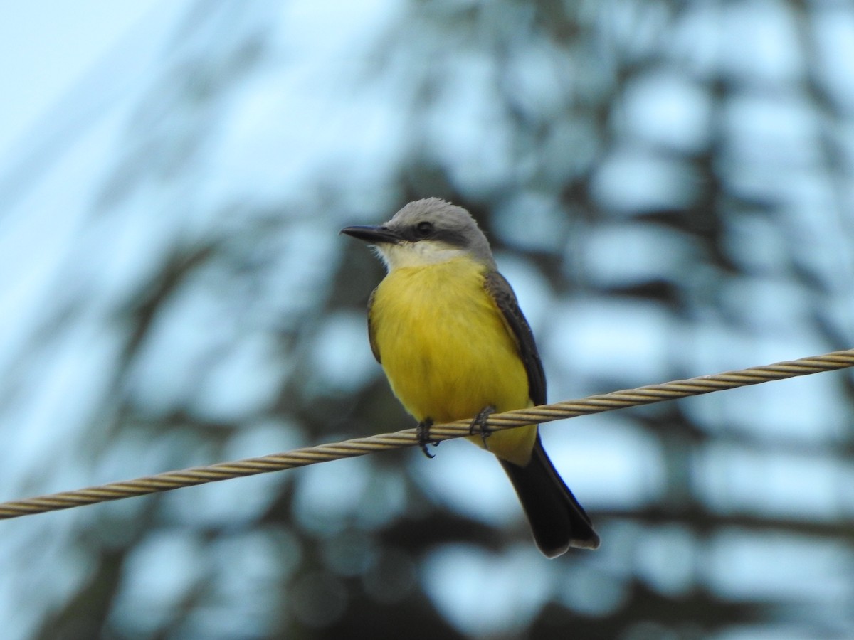 White-throated Kingbird - ML646845652