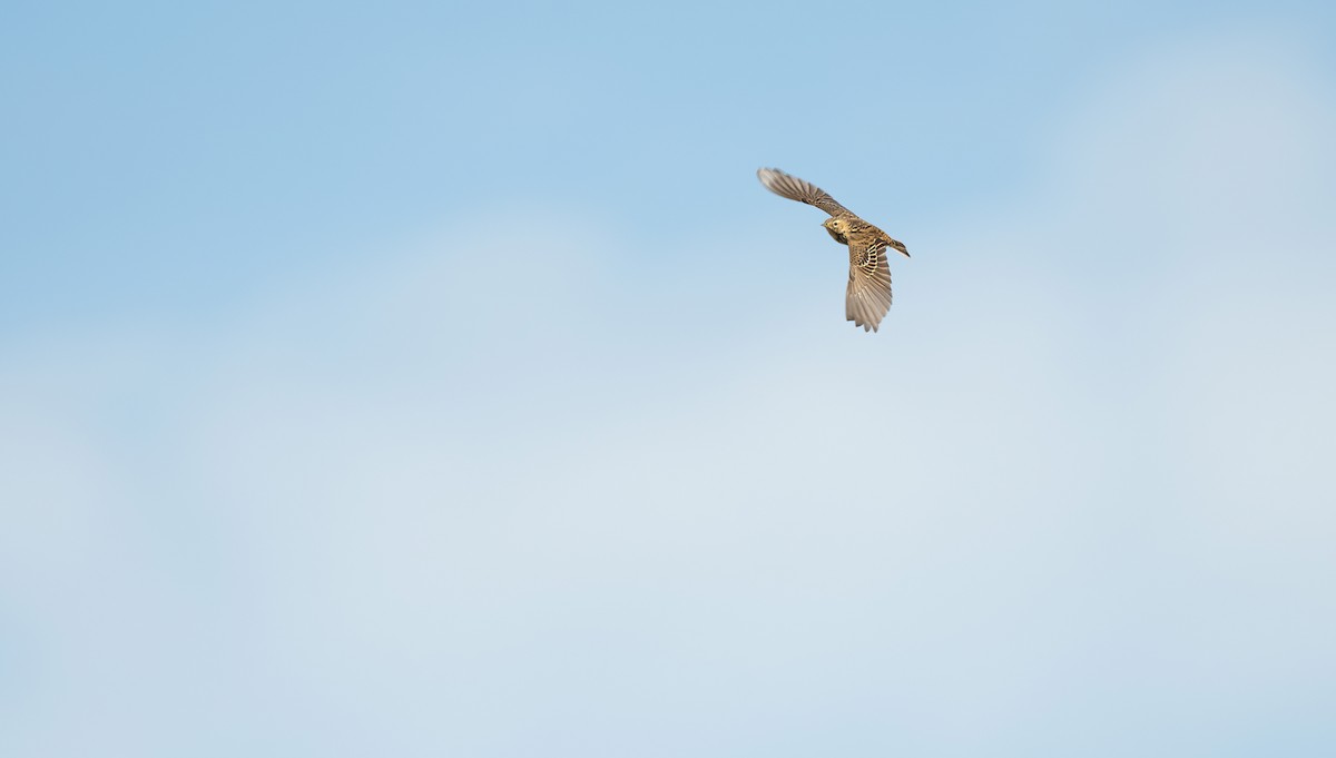 Txirta lepagorria - ML646845654