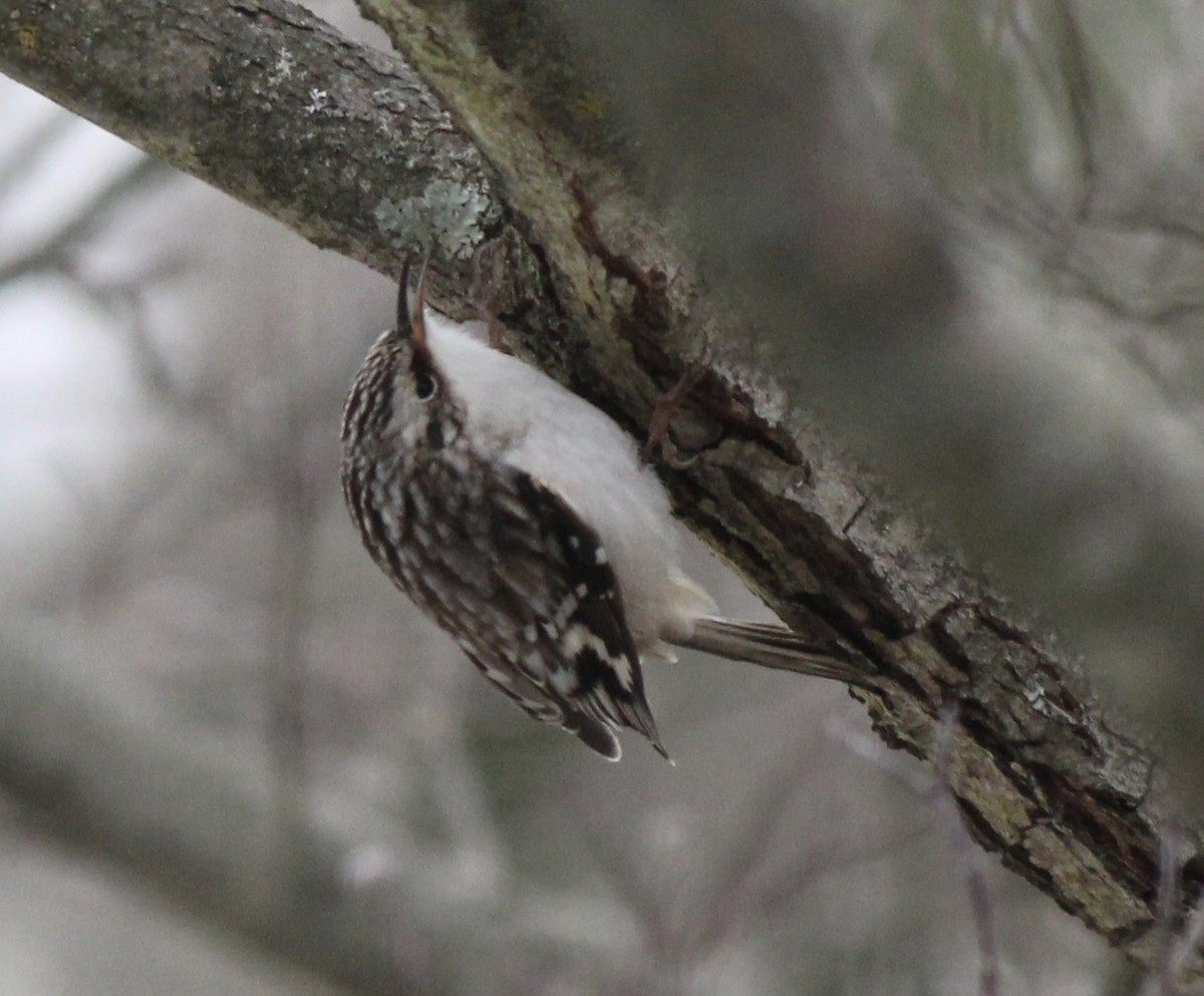 Gerri-txori amerikarra - ML646845655