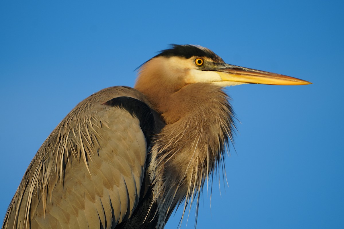 Koartza hauskara amerikarra - ML646845656