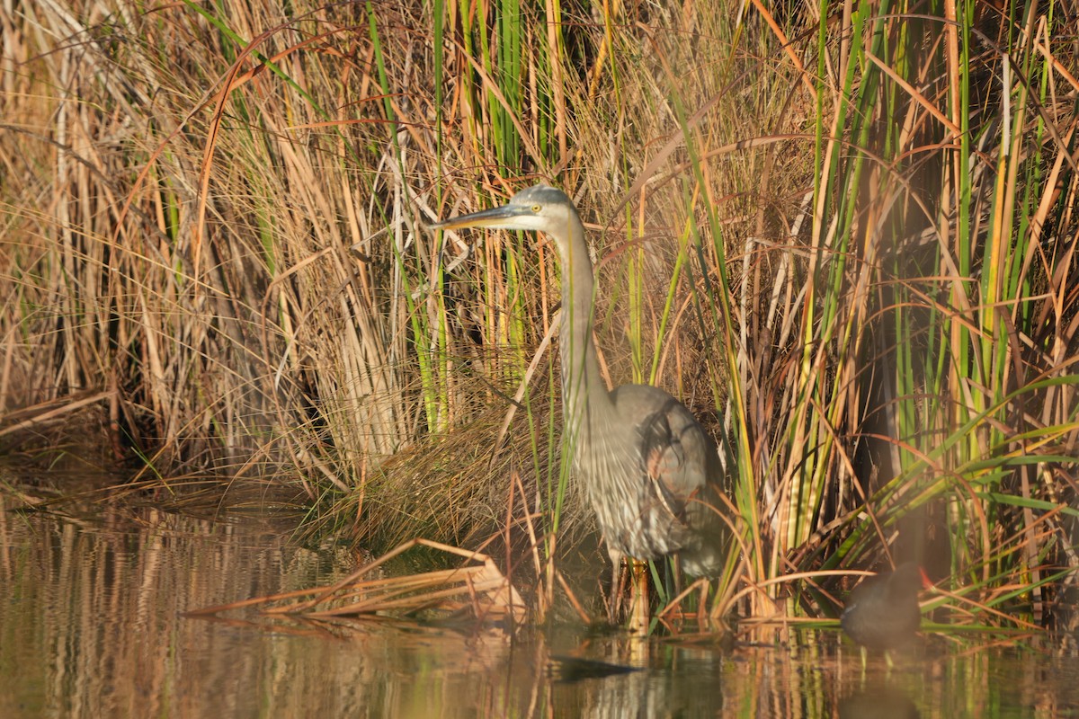 herodiashegre - ML646845657